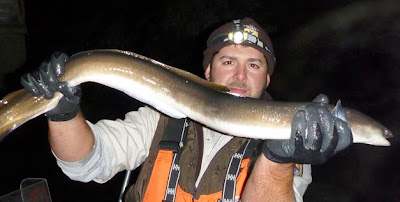 American%2BEel%2B%2528USFWS%2BBiologist%2BSteven%2 BSmith%2Bhollding%2Beel%2Bcaught%2Bwhile%2Bnight%2 Belectrofishing%2Bfor%2Bsalmon%2Bin%2BWhallon%2BBa y%2529.jpg American%2BEel%2B%2528USFWS%2BBiologist%2BSteven%2 BSmith%2Bhollding%2Beel%2Bcaught%2Bwhile%2Bnight%2 Belectrofishing%2Bfor%2Bsalmon%2Bin%2BWhallon%2BBa y%2529.jpg